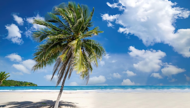 Palma sulla spiaggia tropicale con cielo blu e nuvole bianche sfondo astratto