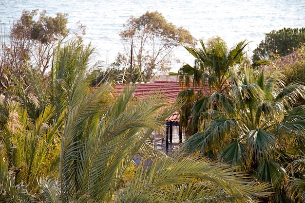 Palma sulla vecchia spiaggia di Antalya