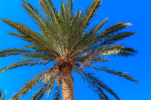 Palma sullo sfondo del cielo blu