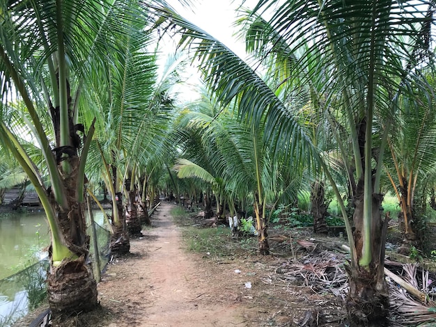 palma tropicale sfondo foglia di cocco primo piano palme da cocco