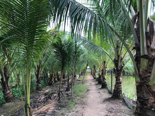 palma tropicale sfondo foglia di cocco primo piano palme da cocco