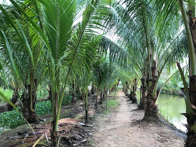 palma tropicale sfondo foglia di cocco primo piano palme da cocco