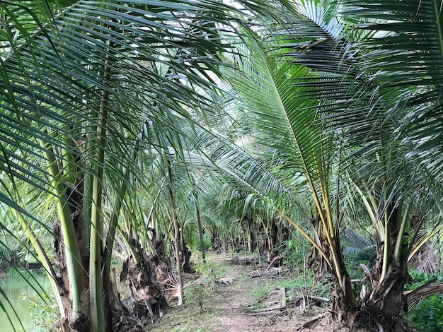 palma tropicale sfondo foglia di cocco primo piano palme da cocco