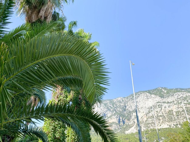 Palma tropicale sullo sfondo del cielo azzurro e delle montagne ad Antalya Turchia Foglie tropicali esotiche natura della Turchia sfondo per il turismo