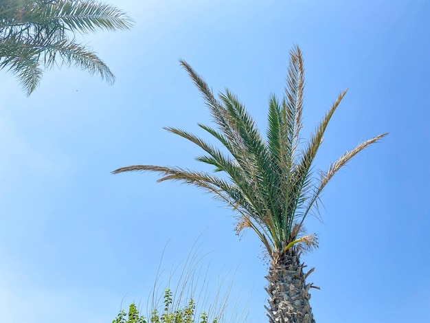 Palma verde contro il cielo blu e nuvole bianche Sullo sfondo della natura tropicale