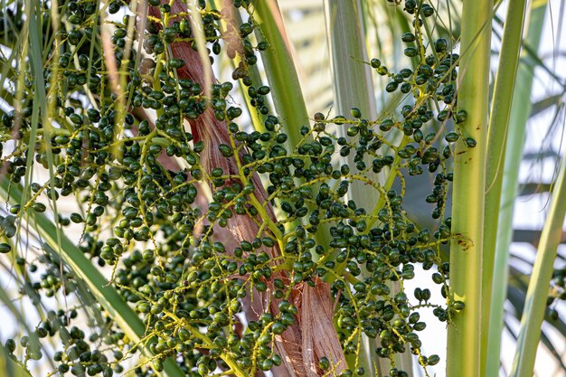 Palma Verde della Famiglia Arecaceae con frutti