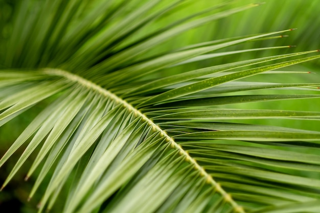 Palma verde della foglia, primo piano. carta da parati fotografica con un muro di palme. spazio per il testo