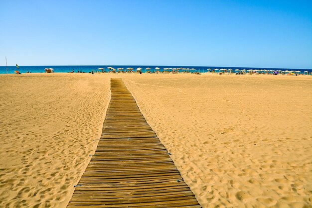 Palma verde delle Canarie