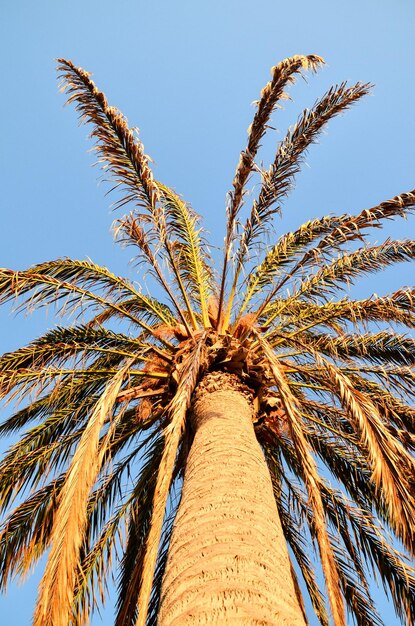 Palma verde delle Canarie