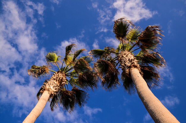 Palma verde delle Canarie