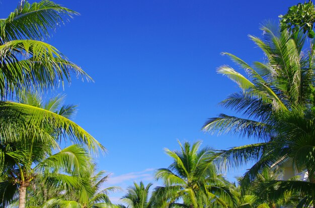 Palma verde su sfondo blu cielo