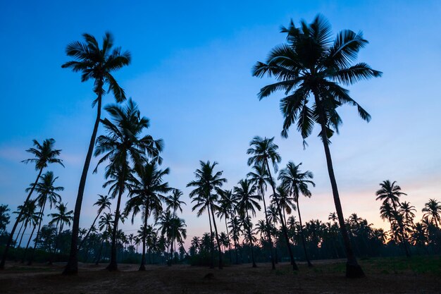 Palme a Goa al tramonto