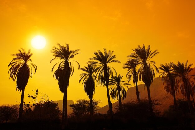 Palme al tramonto nel deserto contro la montagna