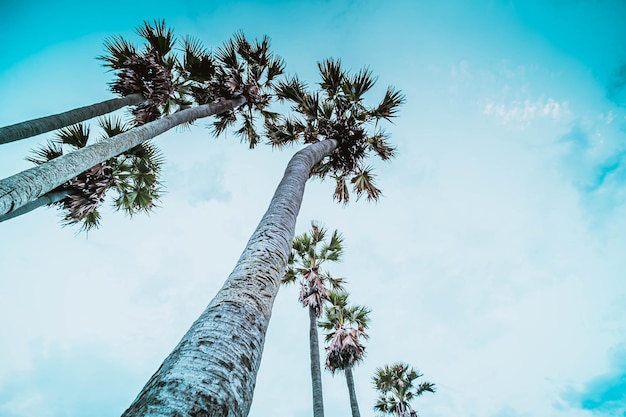 palme albero cielo blu