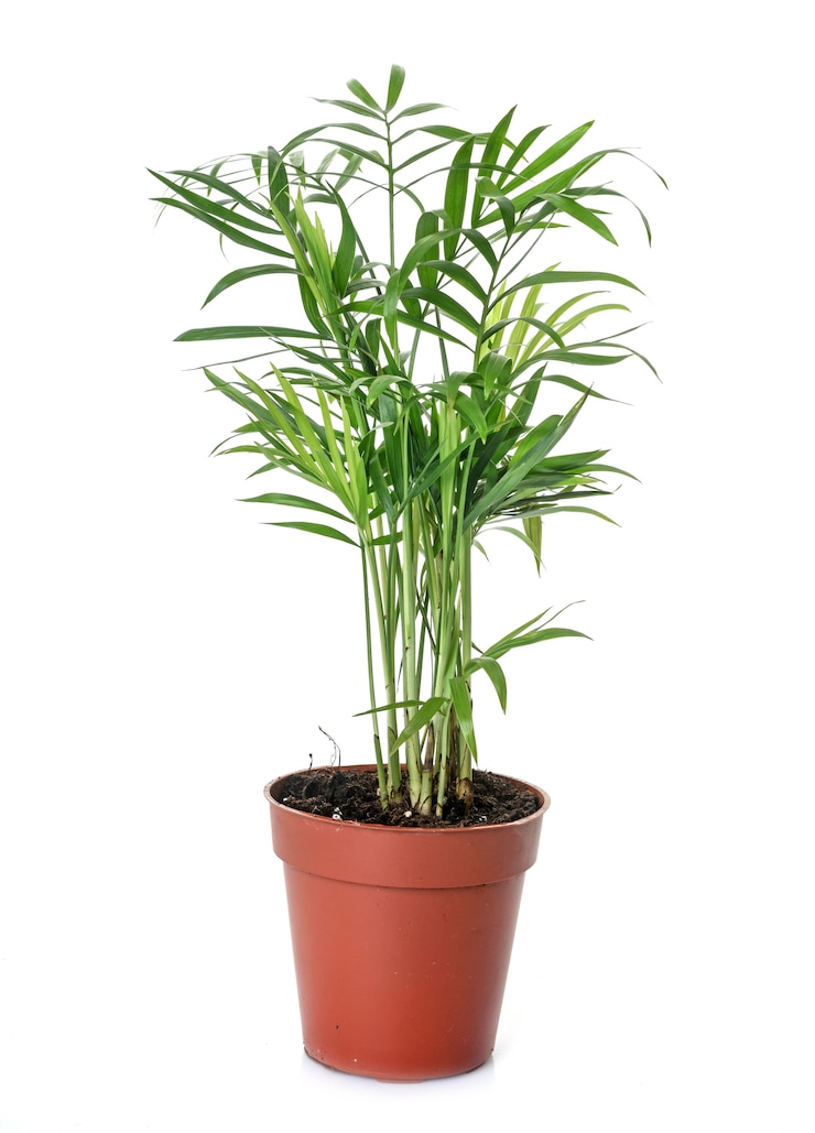 Foto palme areca in studio