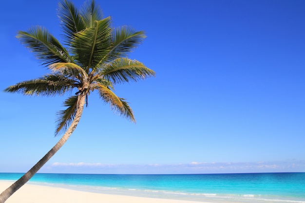 Palme caraibiche del cocco nel mare del tuquoise