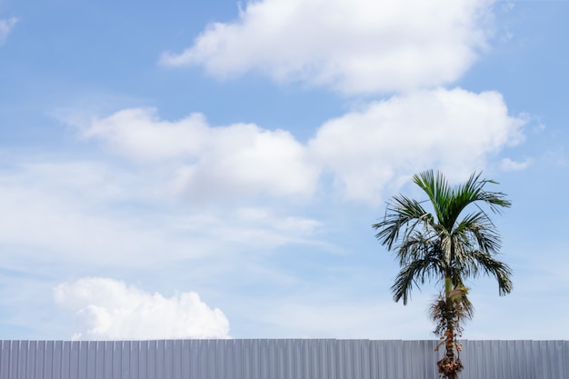 Palme con bella nuvola blu cielo.