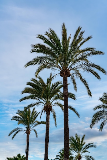 Palme con cielo azzurro con nuvole sullo sfondo