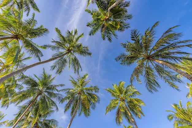Palme con cielo blu soleggiato. Modello di natura tropicale esotica, fogliame. Palme verdi