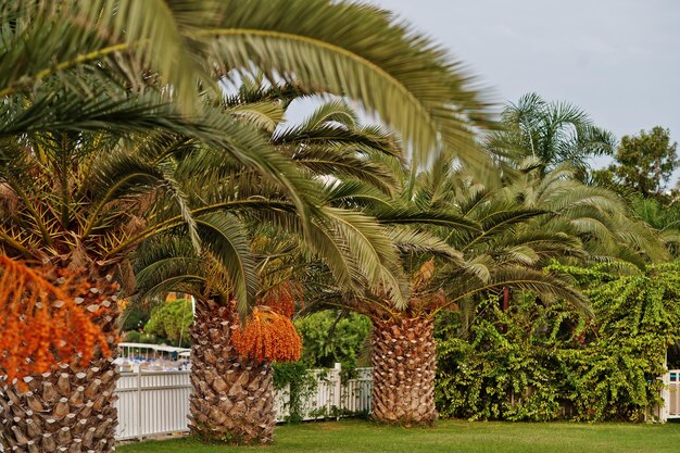 Palme con datteri maturi a Bodrum in Turchia