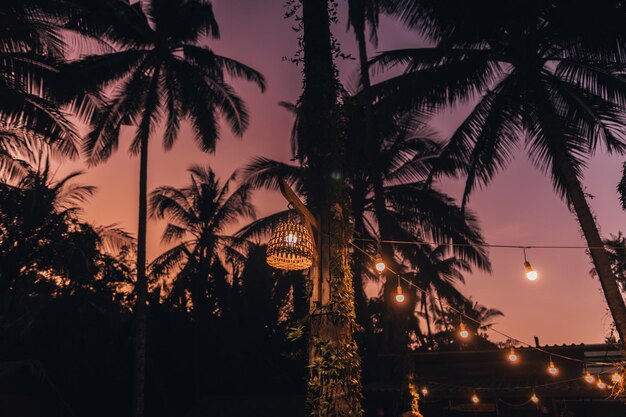 Palme con lampadine di notte sull'isola