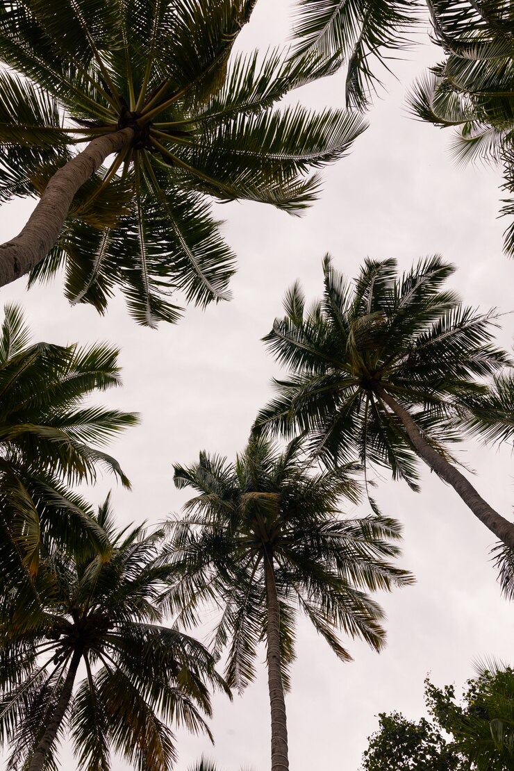 Palme con le noci di cocco nell'isola di Maafushi, Maldive.