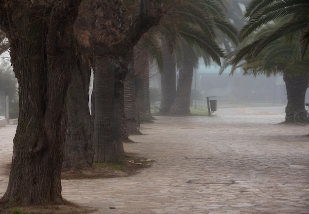 Palme con nebbia e gente che cammina paesaggio prospettico