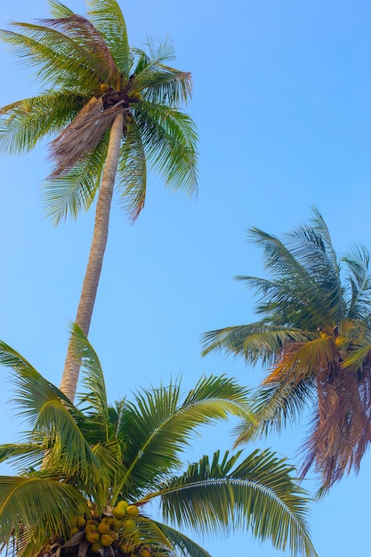 Palme con noci di cocco contro il cielo blu Paesaggio tropicale verticale