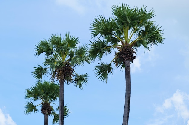 Palme con rami verdi contro un cielo blu con nuvole