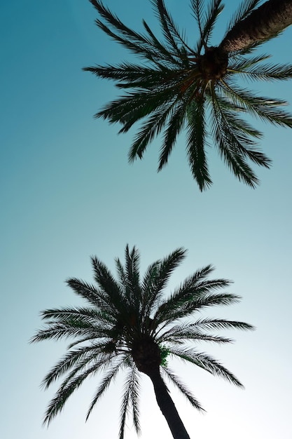 palme con sfondo blu cielo clima tropicale