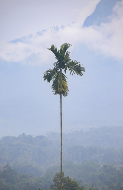 Palme con sfondo di montagna