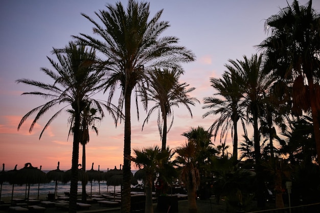 Palme contro il cielo al tramonto Splendide palme sulla strada