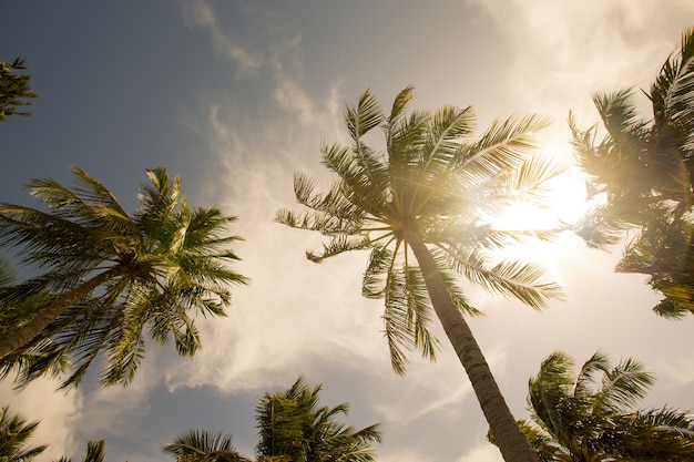 Palme contro il cielo blu, palme sulla costa tropicale