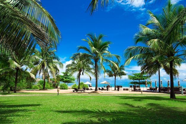 Palme contro il cielo blu, palme sulla costa tropicale