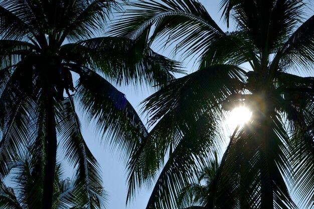Palme contro il cielo blu sulla costa tropicale