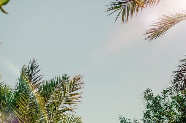 Palme contro il cielo blu