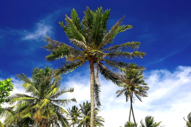 Palme contro il cielo blu