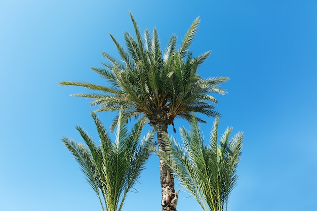 Palme contro il cielo blu