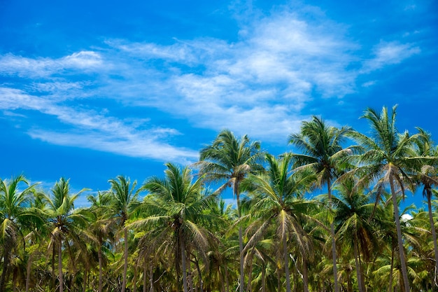 Palme contro il cielo blu