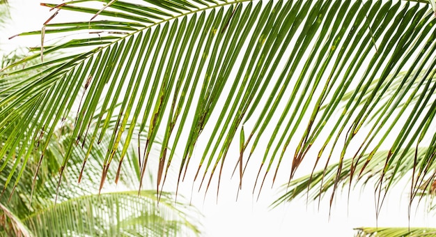 Palme contro il cielo Palme a costa tropicale albero di cocco treesummer