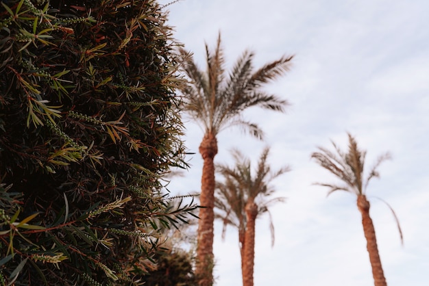 Palme contro il cielo