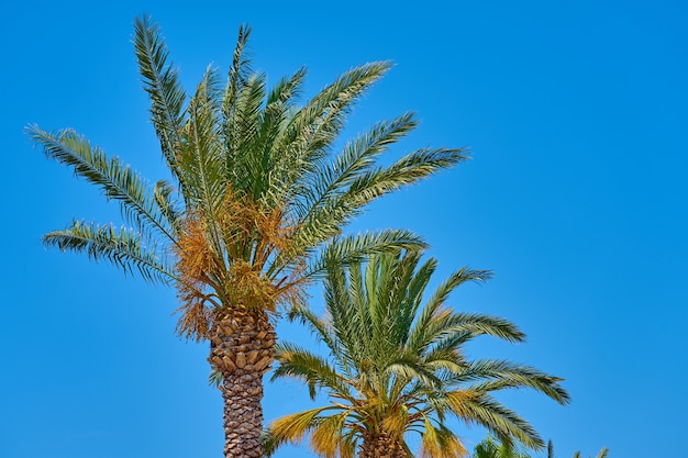 Palme contro un cielo blu.