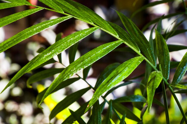 Palme d'interno chrysalidocarpus lutescens areca piante di decorazione domestica piante d'aria