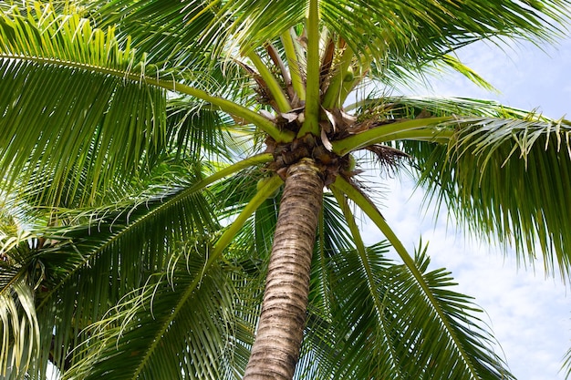 Palme da cocco bella tropicale con cielo e nuvole