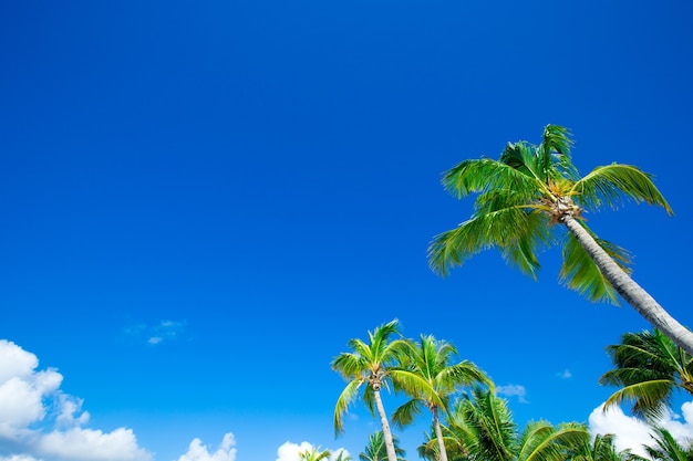 Palme da cocco, bellissimo sfondo tropicale