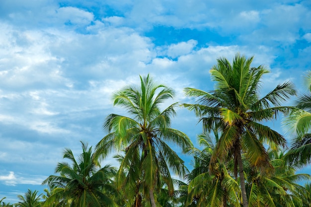 Palme da cocco, bellissimo sfondo tropicale