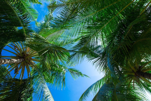 Palme da cocco bellissimo sfondo tropicale