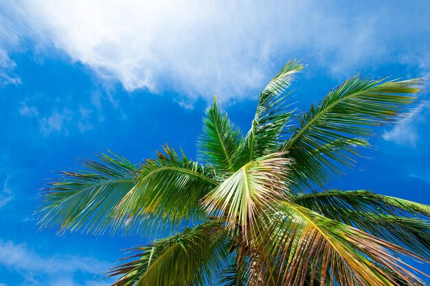 Palme da cocco bellissimo sfondo tropicale