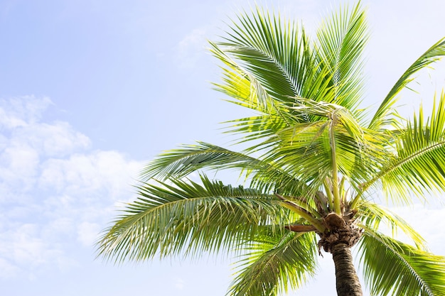 Palme da cocco, bellissimo tropicale con cielo e nuvole.