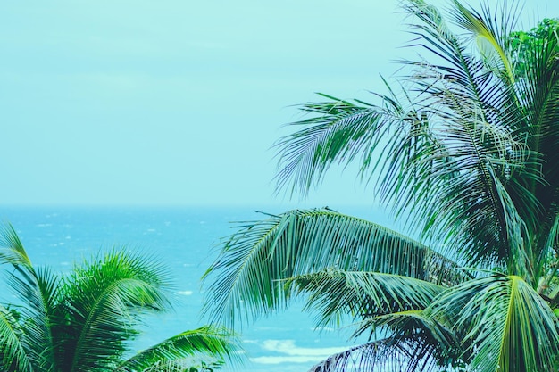 Palme da cocco con mare e cielo blu calmi